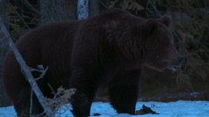 Земля ночью в цвете / сезон 1 / 4 из 6 / 2020, документальный, сериал