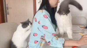 Коты против домашки