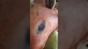 капибара попал в радужные друзья 1, 3 часть