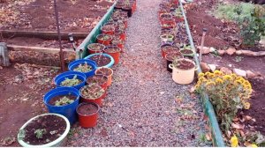 Обрезка и обработка маточников хризантемы перед хранением.