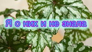 Я о них даже и не слышала! Удалось приобрести!