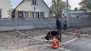 Хедда на квалификационных состязаниях РКФ по ноузворк 9 ноября в Севастополе.
Класс 0. Транспорт.