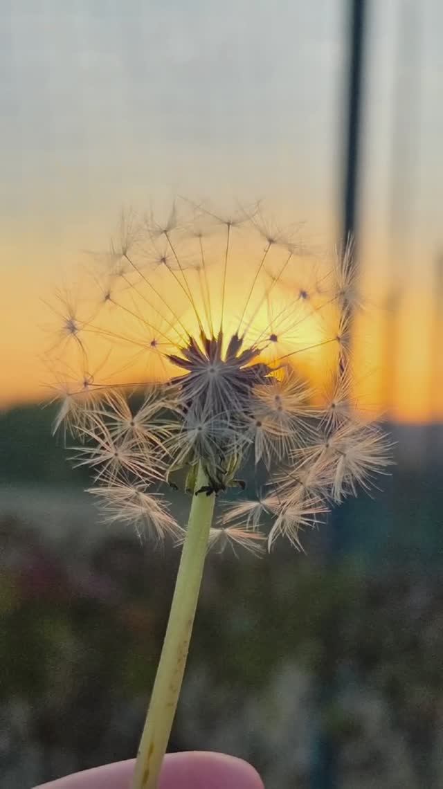 Empire_N (Agabekyan Nairui) - Falling leaves, 2025