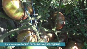 Томат Козула 186