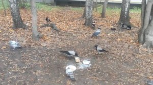 10 ноября  прогноз погоды от волшебника творите добро на земле