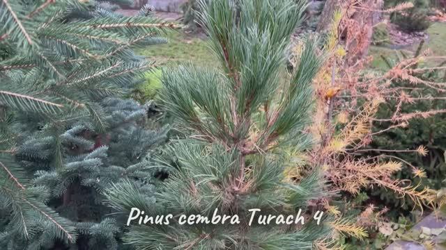 Pinus cembra Turach 4