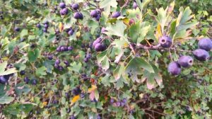 Что за ягода?