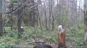 Кабаны Ленинградская область. Осень 2025.