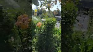 ОСЫ одолели. Лето 2025 г