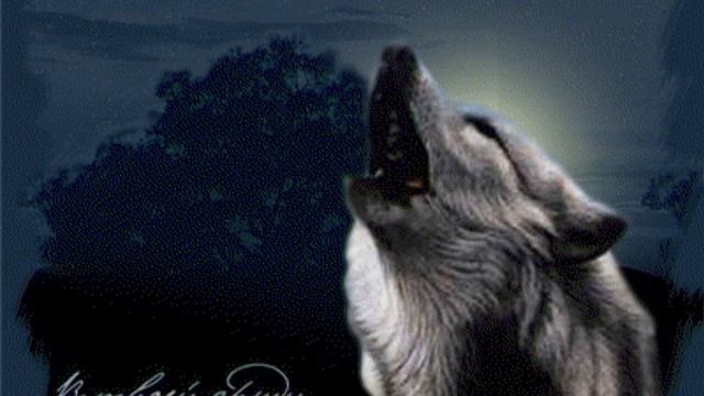 "А позади, собаки рвутся с поводков... " Песня о волках. В описании ссылка на мой дзен канал. смотреть онлайн
