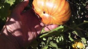 Томат Джаз восход