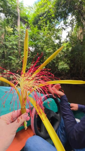 Что индейцы используют для наконечников стрел на реке Ориноко в Венесуэле?