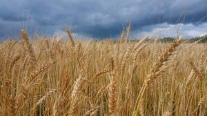 ТВ: Качество урожая зерновых, выращенного курганскими аграриями, подтверждают в лаборатории ЦОК АПК