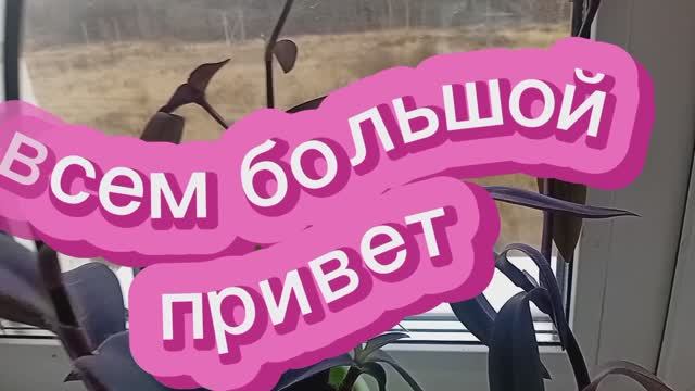 ТРАДЕСКАНЦИЯ ПУРПУРНАЯ ОСЕНЬЮ КАЛАНХОЭ ОБЗОР ПОКУПКИ С ВАЛДБЕРИС ПРОГУЛКА