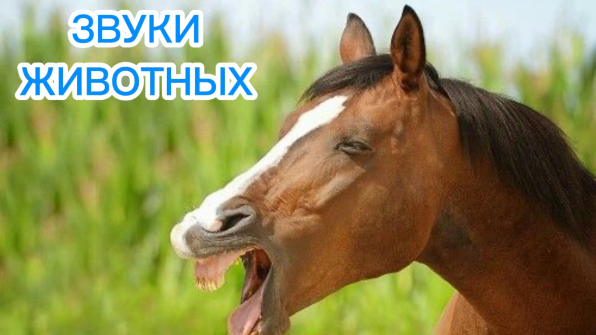 ЗВУКИ ЖИВОТНЫХ для самых маленьких - развивающие мультики для детей