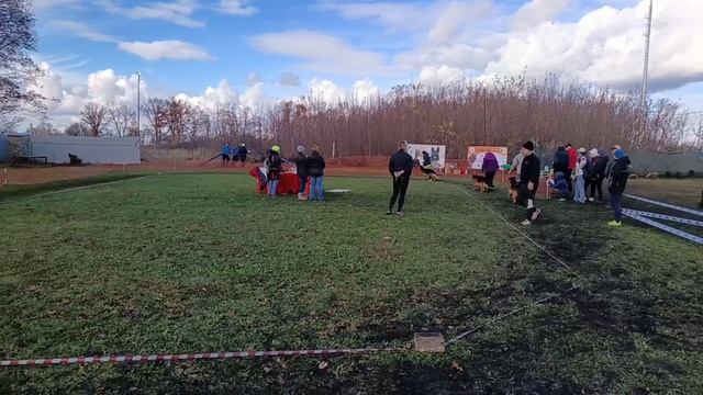 РАБОЧИЙ КОБЕЛИ / КЧК ВОРОНЕЖ 26 октября`25 М.Волкова Моно немецких овчарок
