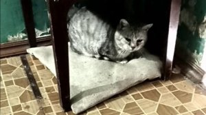 Положили подушку для бездомного кота в подъезде