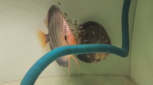 Обзор разводни и наличия рыбок на продажу