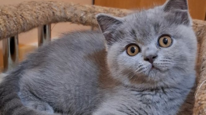 ПОРОДЫ КОШЕК  /  2ая серия