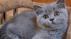 ПОРОДЫ КОШЕК  /  2ая серия