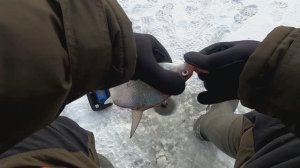 Хитрого подлещика нужно уговаривать. Озернинское водохранилище