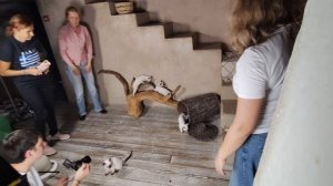 Съемки котят в студии