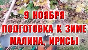 9 ноября. Готовлю сад к зиме. Ирисы и малина