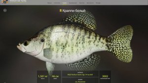 КРАПИ БЕЛЫЙ!!!ОЗЕРО ЛОСИНОЕ - РУССКАЯ РЫБАЛКА 4