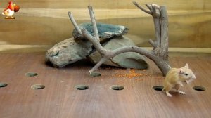 Видео для кошек про крысок развлекать питомцев 🐭🐀😂 (370)