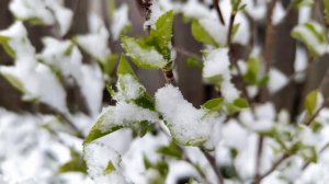 Ночные заморозки ожидаются в большинстве регионов России