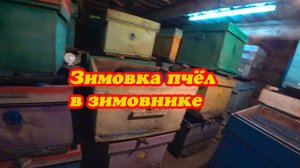 ЗИМОВКА ПЧЁЛ В ЗИМОВНИКЕ В НОЯБРЕ, КАК СИДЯТ ПЧЁЛКИ.