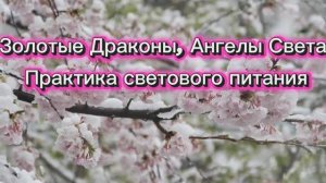 Золотые Драконы и Ангелы Света  Практика светового питания 25.10.2025г (178 Послание)