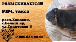 Пропала собака! РИЧ. Такса. респ. Хакасия, с. Белый яр