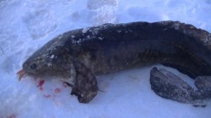 Много налима! Шикарный улов! Первый Лёд к Нам идёт.