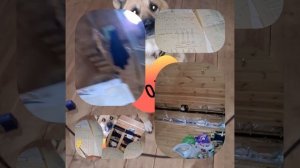 1000039762.mp4 (Собака смотрит на монтаж электропроводки ( по аварийным ситуациям ) в доме А-фрейм)