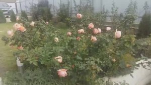 Осенний вальс розы Шарль де Нерво.