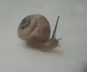 6_Маленькая_Улитка__песни_Лена_Воронова