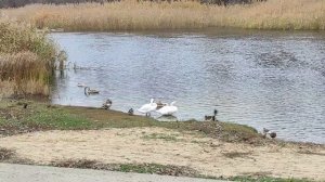 Лебеди на городском пляже