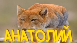 ПРИКОЛЫ ОТ ЧЕЛОЗАВРА 2025 / АНАТОЛИЙ / СМЕШНЫЕ ВИДЕО / МЕМЫ