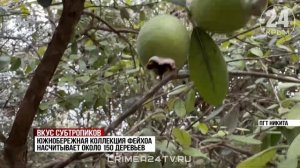 Новые сорта маслин вывели специалисты Никитского ботанического сада