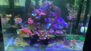 Новая тумба под морской аквариум.