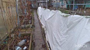 как вырастить виноград в Нижегородской области ноябрь 2025г.