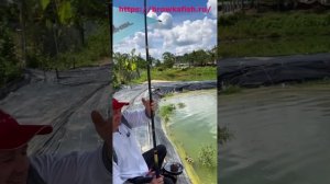 Ловля крупной и хитрой тилапии