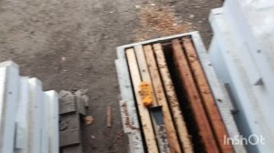 Эксперимент , посадил три матки.