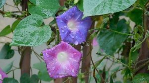 15=10=2025  ник  ХБК  ПВН   (3)