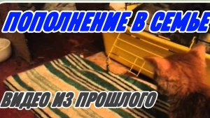 САМВЕЛ АДАМЯН, ПО ПРОСЬБАМ ЗРИТЕЛЕЙ, ПОПОЛНЕНИЕ В СЕМЬЕ..