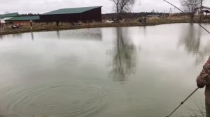 поимка форели на силикон