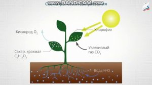 Окружающий_мир_3_класс_Солнце_растения_и_мы_с_вами