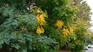 15=10=2025  ник  ХБК  ПВН   (2)