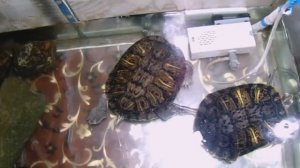 Кормление Красноухих Черепах летом Живыми Земляными Червями.